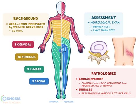 Thoracic Dermatomes Shingles - Dermatomes Chart and Map