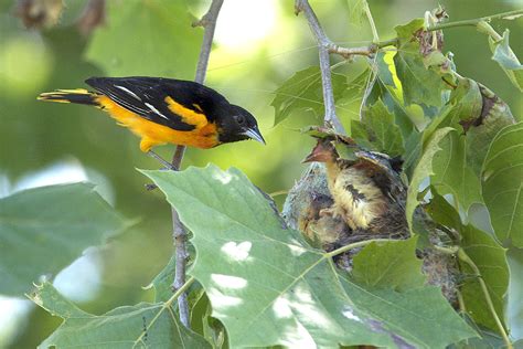 Baltimore Oriole at the nest | View large or original size t… | Flickr