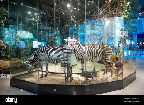 Houston, Texas - April 7, 2023: Exhibits at the Houston Museum of ...