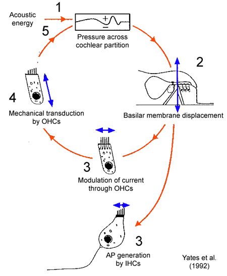 Outer hair cell function