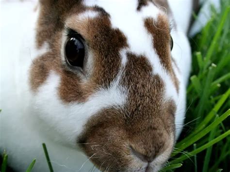 Mini Rex Rabbit - Complete Guide 2024 - Rabbit Insider