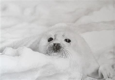 baby seal by momojj on DeviantArt