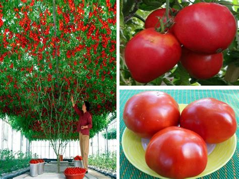 European Tomato Tree Giant 50 Seeds