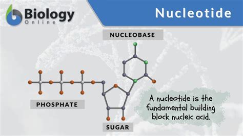 Nucleotide Definition and Examples - Biology Online Dictionary