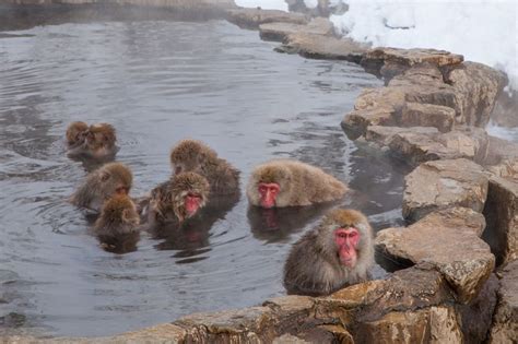 Jigokudani Monkey Park | SELECTED ONSEN RYOKAN | best in japan, private ...