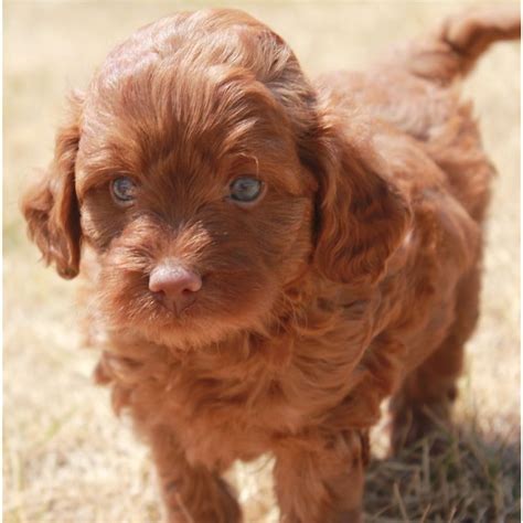 Toy apricot Labradoodle | Puppies for sale - Labradoodles - in Archbold ...