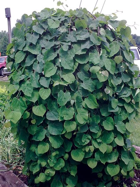 Redbud, Weeping 'Covey' | Ornamental Trees | Trees | Plants & Flowers ...