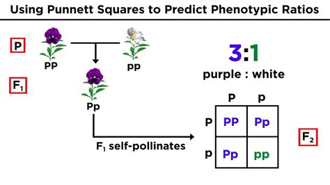 Non Mendelian Genetics Practice