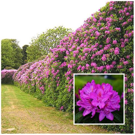 Our Favourite 8 Flowering Hedges | Garden hedges, Hedges landscaping ...