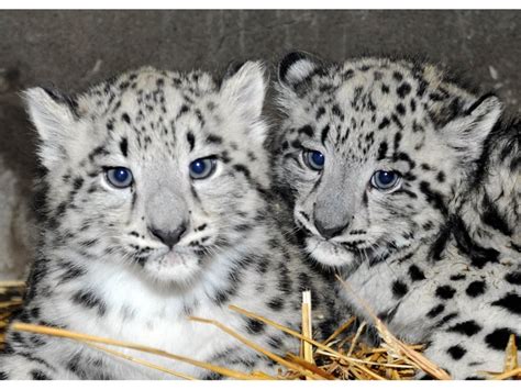 Adorable Snow Leopard Cubs Debut At The Zoo | Los Angeles, CA Patch