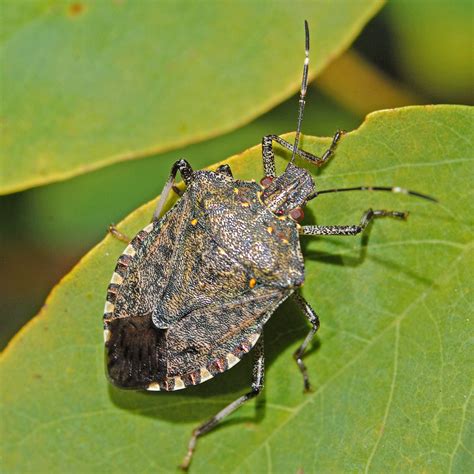 Pentatomidae_-_Halyomorpha_halys-001 - Bullfrog Pest Control - Long ...