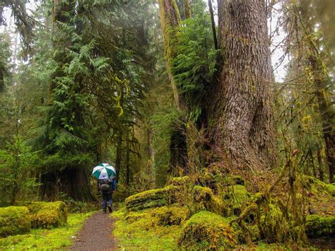 Illuminations from the attic: Winter camping in the Hoh Rainforest