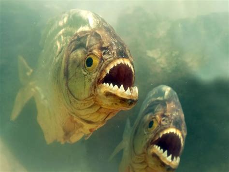 Real Piranha Attack