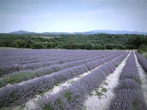 Hvar Lavender Fields, Hvar Island (2024) - Images, Timings | Holidify