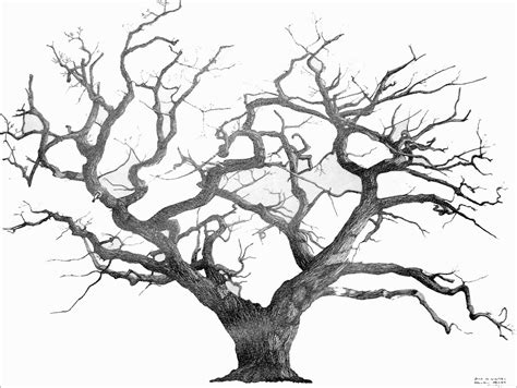 The best free Oak tree drawing images. Download from 19877 free ...