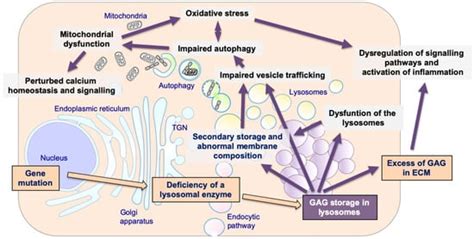 IJMS | Free Full-Text | Pathogenesis of Mucopolysaccharidoses, an Update