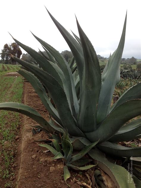 Drinking homemade pulque — and visiting a real pulque farm — in Tlaxcala