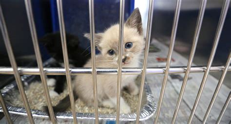 Epic cute: Kittens & pups at Orange animal shelter - Orlando Sentinel