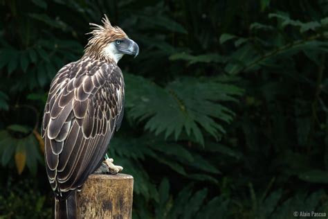 Philippine Eagle | Pithecophaga jefferyi