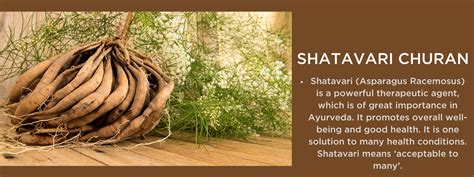 Shatavari churna- Health Benefits, Uses and Important Facts ...