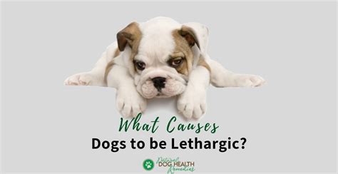 What Makes a Dog Lethargic? | Home Remedies to Help Lethargy in Dogs