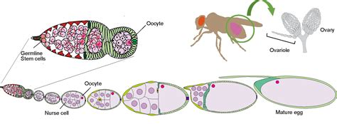 How environmental microbes boost fruit fly reproduction