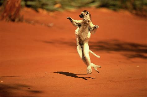 Verreauxs Sifaka Lemur Dancing Photograph by Nhpa - Fine Art America