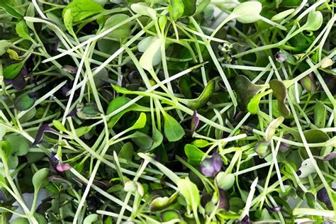 Salad mix Microgreen Seeds | Non-GMO | Bulk Seeds