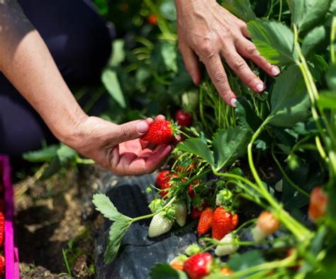 How to pick strawberries – follow these harvesting tips to ensure you ...