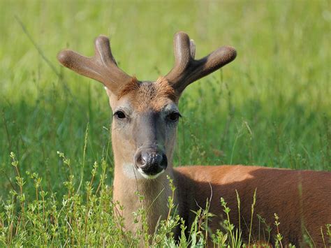 How Do Deer Grow Antlers So Quickly? | Outdoor Life