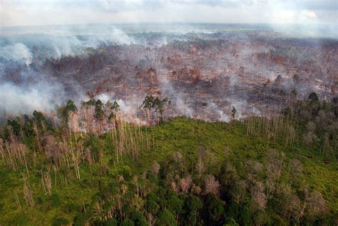 Kabut Asap Kebakaran Hutan Mulai Selimuti Riau - Jurnal Asia