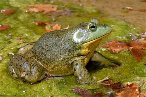 Invasive American Bullfrogs