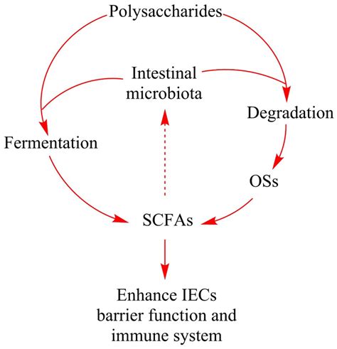 Mechanisms of the polysaccharide degradation by intestinal bacteria ...