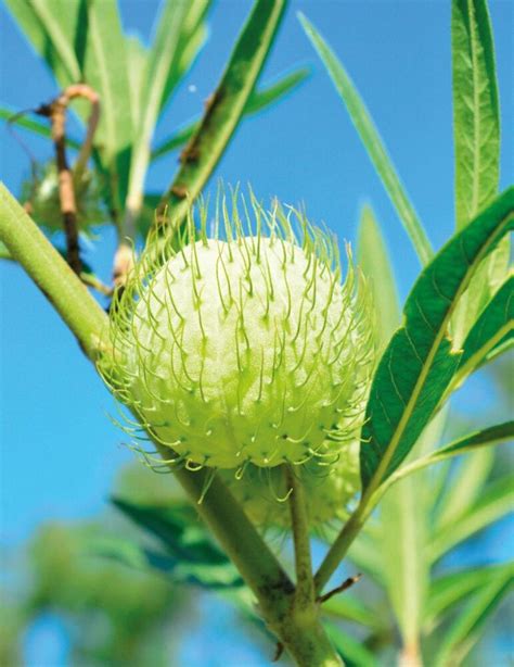 Swan Plant NZ Line Seeds - Awapuni Nurseries