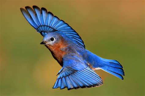 Ditemukan Burung Pemakan Buah Pertama, Ini Penjelasan Ilmuan ...