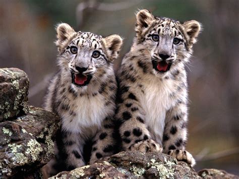 Snow Leopard Cubs Wallpaper-Free HD Cubs Downloads