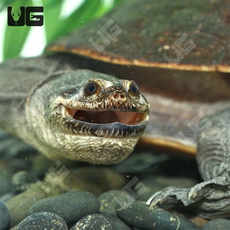 Adult Northern Snake Neck Turtles For Sale - Underground Reptiles