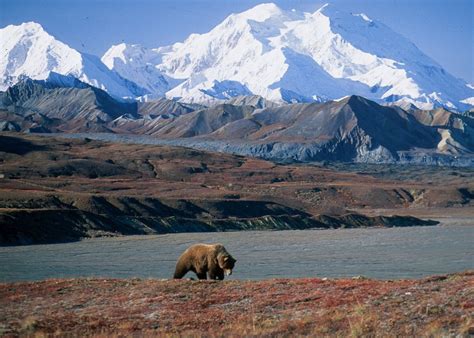 Denali National Park Alaska Wilderness / Steve Q Photo: Alaska 2010 Day ...