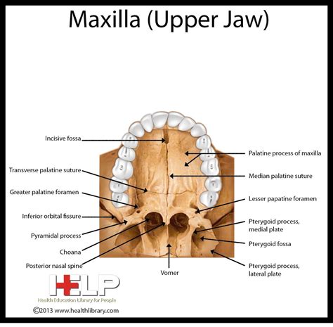 Maxillary Bone Anatomy