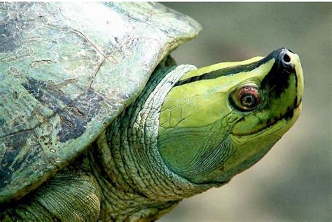 More than 50 percent of all turtle species are threatened: New atlas of ...