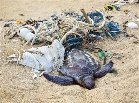 Tortugas, víctimas de una atracción fatal por el plástico