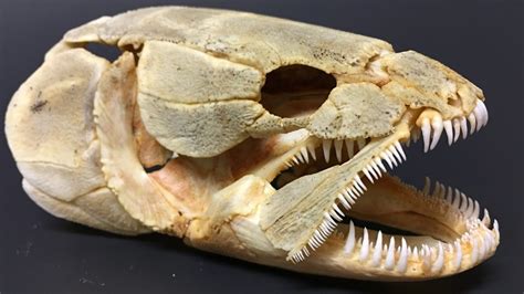 Bowfin skull (anatomy) Diagram | Quizlet