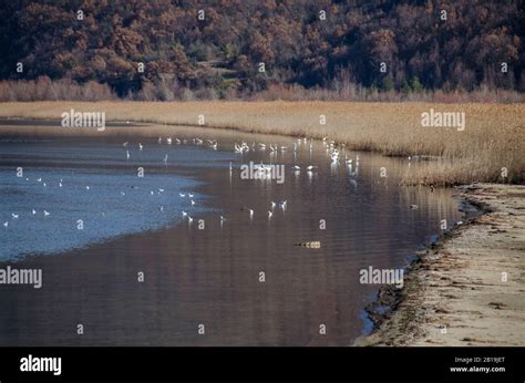 Birds in Prespa Lake, Macedonia Stock Photo - Alamy