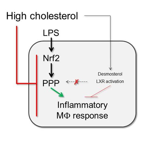 Macrophages in atherosclerosis; the good, the bad and the foamy ...