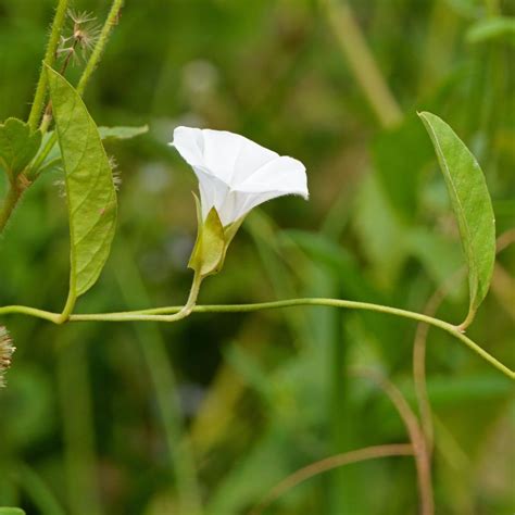 Moonflower seeds | The Seed Collection