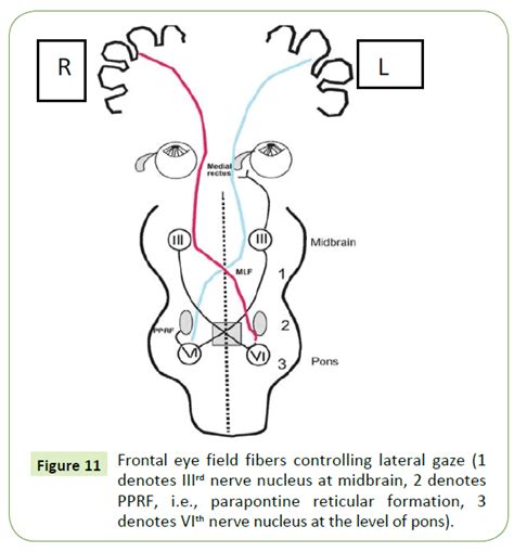 Conjugate Vertical Gaze