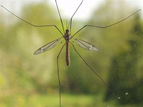 Those ‘giant mosquitoes’ freaking you out are victims of mistaken ...