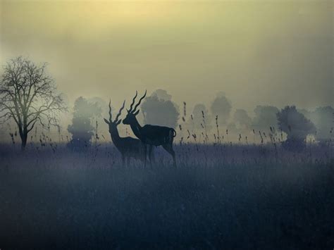 Blackbuck sanctuary in Karnataka reels under water scarcity ...