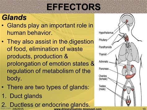 Biological basis of human behavior | PPT