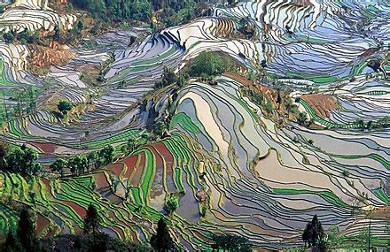 Intensive farming - Wikipedia